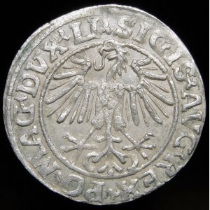 Sigismund II Augustus, Halbpfennig 1549, Wilna - 9 Pogon, LI/LITVA