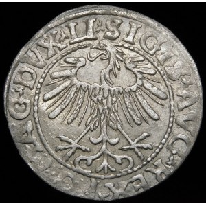 Sigismund II Augustus, Half-penny 1557, Vilnius - LI/LITVA - beautiful