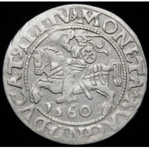 Zikmund II Augustus, půlpenny 1560, Vilnius - DVX L/LITV - rozeta - vzácný