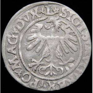 Zikmund II Augustus, půlpenny 1560, Vilnius - DVX L/LITV - rozeta - vzácný