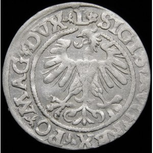 Sigismund II Augustus, Halbpfennig 1560, Vilnius - DVX L/LITV - Rosette - selten