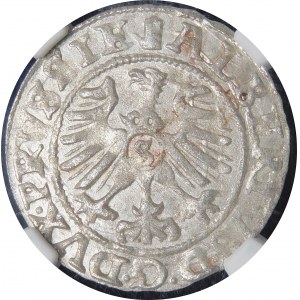 Knížecí Prusko, Albrecht Hohenzollern, Shelburst 1559, Königsberg