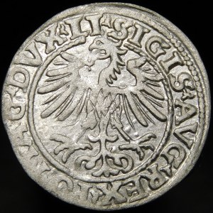 Zygmunt II August, Półgrosz 1554, Wilno - LI/LITVA - b. rzadki