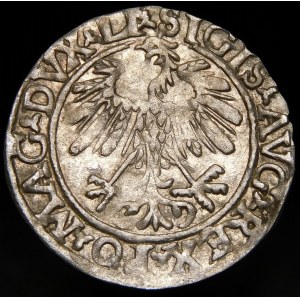 Sigismund II Augustus, Half-penny 1559, Vilnius - LI/LITVA