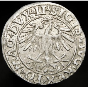 Sigismund II Augustus, Half-penny 1551, Vilnius - LI/LITVA