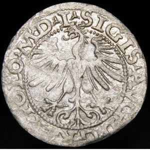 Sigismund II Augustus, Half-penny 1565, Vilnius - date punch 1 5/6 6/5 5 - very rare