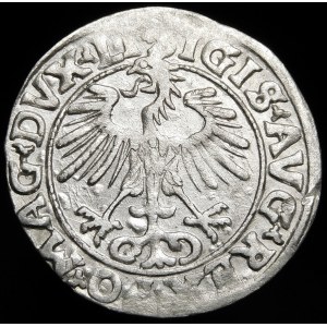 Sigismund II Augustus, Half-penny 1556, Vilnius - LI/LITVA - MANI error - rare