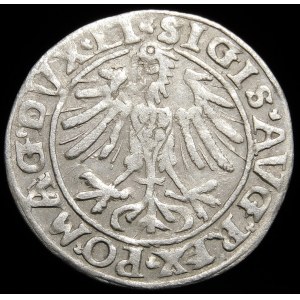 Sigismund II Augustus, Halbpfennig 1557, Wilna - dreifach - Behm - unbeschrieben