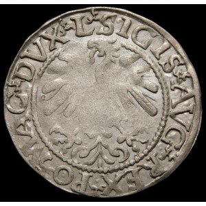 Zygmunt II August, Półgrosz 1559, Wilno - L/LITV - A bez poprzeczki - rzadki
