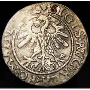 Zygmunt II August, Półgrosz 1560, Wilno - DVX L/LITV - rozeta - rzadki