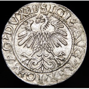 Žigmund II August, polgroš 1560, Vilnius - DVX L/LITV
