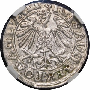 Sigismund II Augustus, Halbpfennig 1557, Vilnius - dreiblättrig - Behm - schön und selten