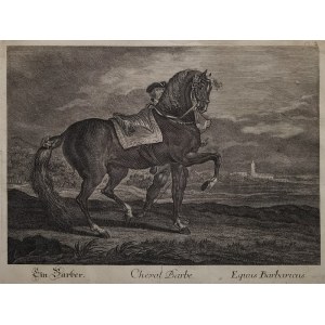 Johann Elias RIDINGER (1698-1767), Johann Gottfried SEUTER (1717-1800) - rytownik, Koń berberyjski - z cyklu „Rasy i odmiany koni”, ok. 1760 (?)