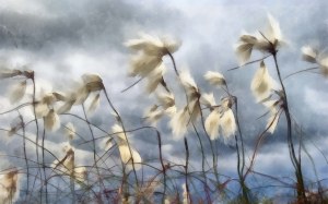 Andrzej Andrychowski, Cotton_grass_blowing_in_the_wind_Aquarell, 2014