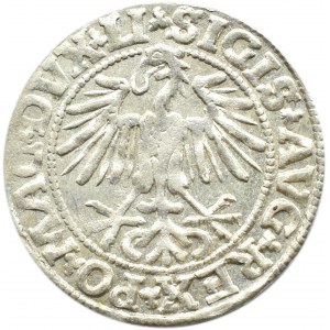 Zygmunt II August, półgrosz 1549, Wilno