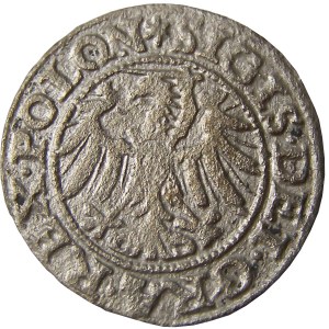 Zygmunt I Stary, szeląg 1546 POLON, Gdańsk