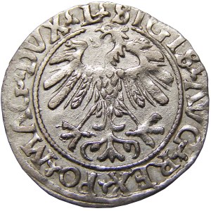 Zygmunt II August, półgrosz 1559, ᴧ zamiast A, Wilno