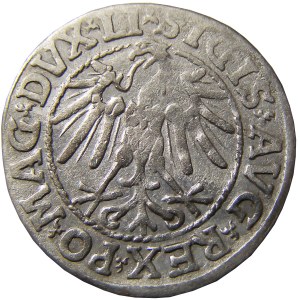 Zygmunt II August, półgrosz 1546, Wilno