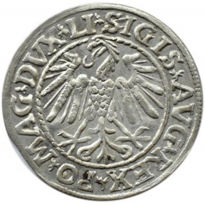 Zygmunt II August, półgrosz 1547, Wilno, ładny