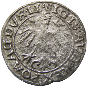 Zygmunt II August, półgrosz 1557, Wilno, stempel G. Behma