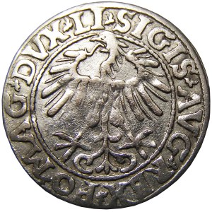 Zygmunt II August, półgrosz 1557, Wilno, LITVA/LI