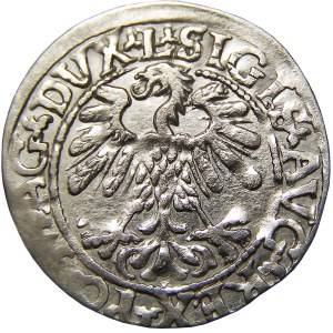 Zygmunt II August, półgrosz 1559, Wilno, LITVA/L
