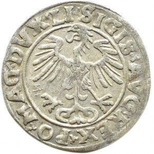 Zygmunt II August, półgrosz 1556, Wilno, LITVA/LI