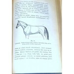 GRAFF- HODOWLA ZWIERZĄT  t.1 wyd. 1886 hodowla koni, ryciny