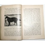 1927 - [pies, żubr] Hubert, Z ŻYCIA ZWIERZĄT; ssaki krajowe