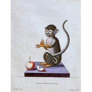 H.J.TYROFF (1748-1798), Małpa