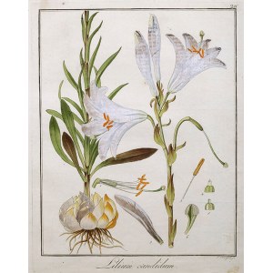 Friedrich GUIMPEL (1774-1839), Lilia biała