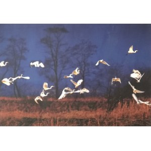 Janusz WOJCIESZAK (ur. 1950), The white herons, 2009/2020