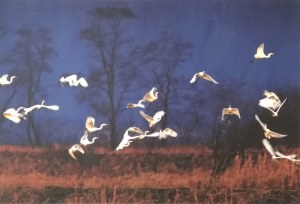 Janusz WOJCIESZAK (ur. 1950), The white herons, 2009/2020