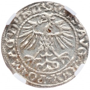 Zygmunt II August, półgrosz 1552, Wilno, LI/LITVA, jedyna MAX nota