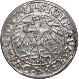 Sigismund II. Augustus, halber Pfennig 1548, Vilnius