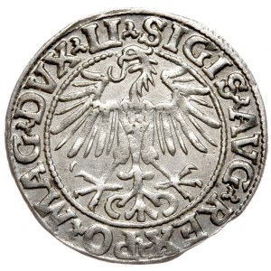 Sigismund II Augustus, Half-penny 1548, Vilnius - LI/LITVA