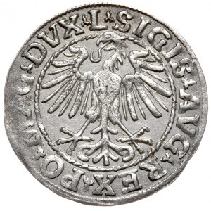 Sigismund II. Augustus, Halbpfennig 1548, Wilna - L/LITVA