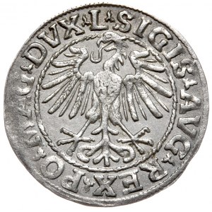 Sigismund II Augustus, Half-penny 1548, Vilnius - L/LITVA