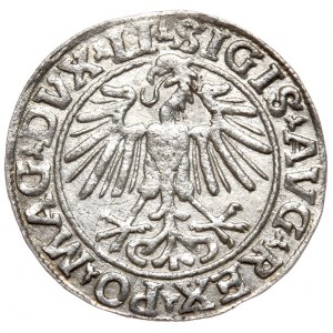 Sigismund II Augustus, Halbpfennig 1548, Wilna - LI/LITVA