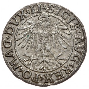 Sigismund II Augustus, Half-penny 1550, Vilnius - LI/LITVA