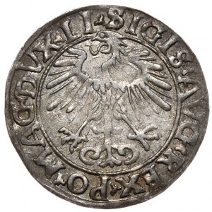 Žigmund II August, polgroš 1556, Vilnius - LI/LITV