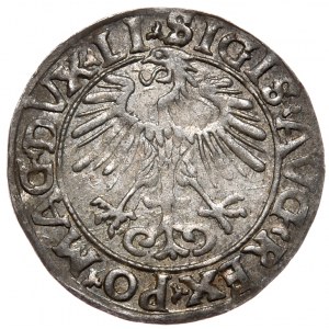 Sigismund II Augustus, Half-penny 1556, Vilnius - LI/LITV