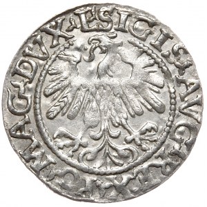 Žigmund II August, polgroš 1559, Vilnius - L/LITVA