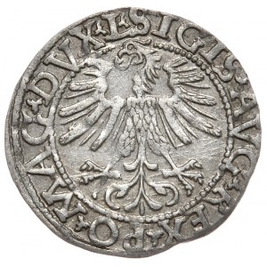 Sigismund II. Augustus, Halbpfennig 1562, Wilna - L/LITV