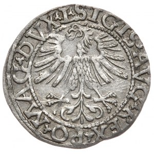Zikmund II August, půlgroš 1562, Vilnius - L/LITV