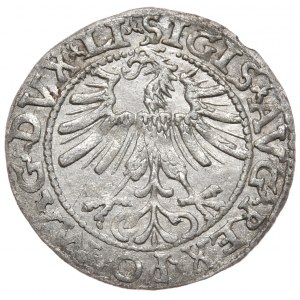 Sigismund II. Augustus, Halbpfennig 1563, Wilna - LI/LITV