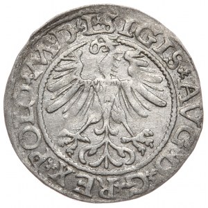 Zygmunt II August, Półgrosz 1565, Wilno - L/LITVA