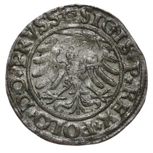 Zikmund I. Starý, Elbląg 1532, Krásná