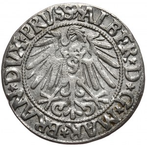 Herzogliches Preußen, Albrecht Hohenzollern, Pfennig 1545, Königsberg
