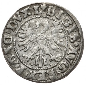 Zikmund II August, půlpenny 1546, Vilnius, L/LITV, bez nápisu